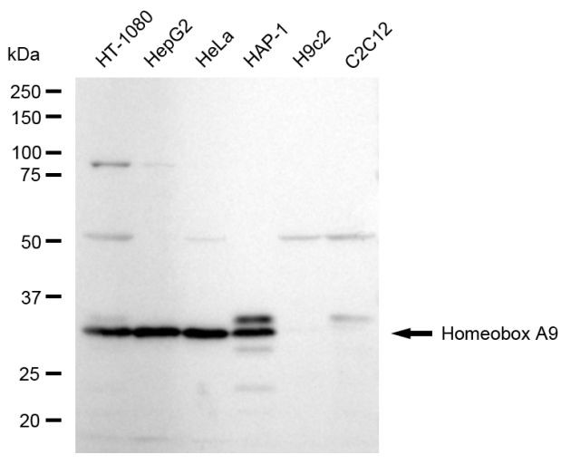 HOXA9 Antibody in Western Blot (WB)