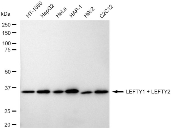 Lefty1/Lefty2 Antibody in Western Blot (WB)