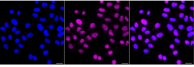 C4d Antibody in Immunocytochemistry (ICC/IF)