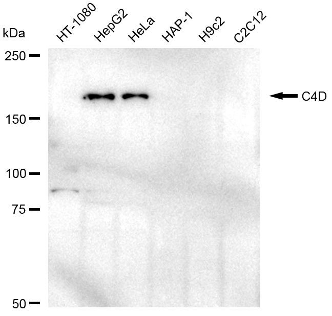 C4d Antibody in Western Blot (WB)