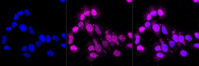 ARTS1 Antibody in Immunocytochemistry (ICC/IF)