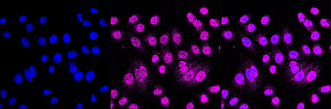 cIAP1 Antibody in Immunocytochemistry (ICC/IF)