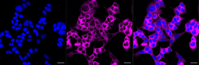 KIF11 Antibody in Immunocytochemistry (ICC/IF)