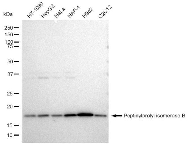 Cyclophilin B Antibody in Western Blot (WB)