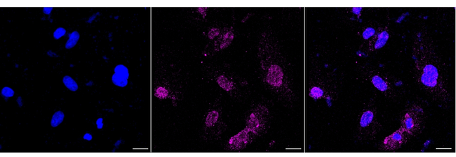 MRAS Antibody in Immunocytochemistry (ICC/IF)