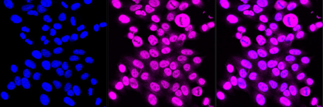 TCEA1 Antibody in Immunocytochemistry (ICC/IF)