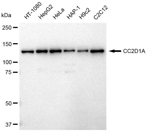 CC2D1A Antibody in Western Blot (WB)
