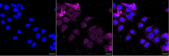 CD44 Antibody in Immunocytochemistry (ICC/IF)