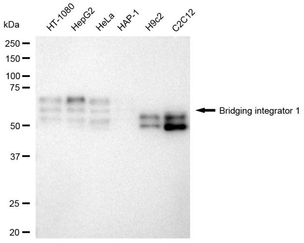 BIN1 Antibody in Western Blot (WB)