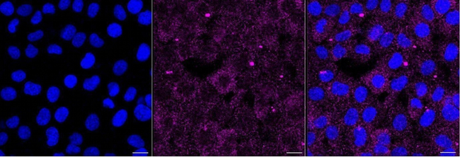 Cathepsin D Antibody in Immunocytochemistry (ICC/IF)