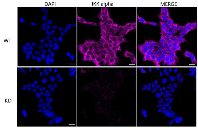 IKK alpha Antibody in Immunocytochemistry (ICC/IF)