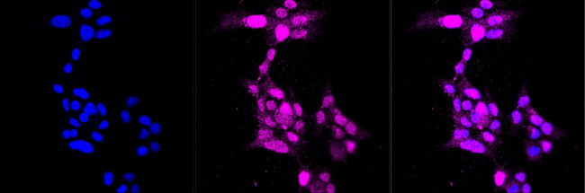Cyclin A1/A2 Antibody in Immunocytochemistry (ICC/IF)
