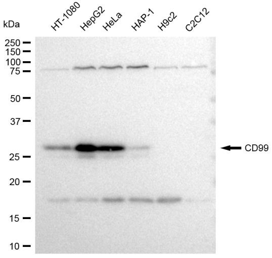 CD99 Antibody in Western Blot (WB)