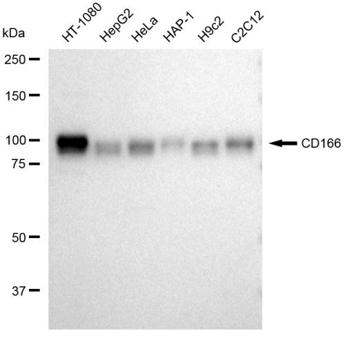 CD166 Antibody in Western Blot (WB)