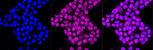 CLGN Antibody in Immunocytochemistry (ICC/IF)