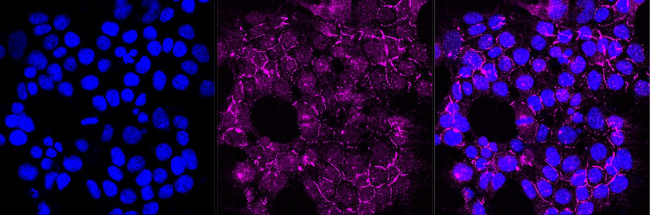 CLGN Antibody in Immunocytochemistry (ICC/IF)