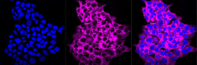CLIC4 Antibody in Immunocytochemistry (ICC/IF)