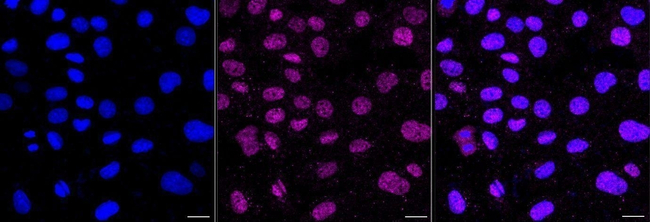 p130Cas Antibody in Immunocytochemistry (ICC/IF)