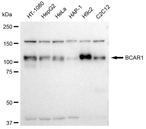 p130Cas Antibody in Western Blot (WB)