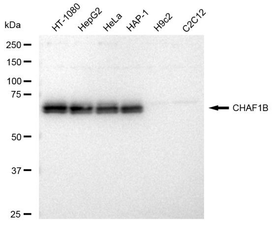 CAF1 p60 Antibody in Western Blot (WB)