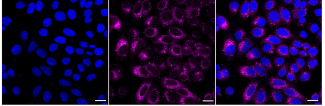 PDI Antibody in Immunocytochemistry (ICC/IF)