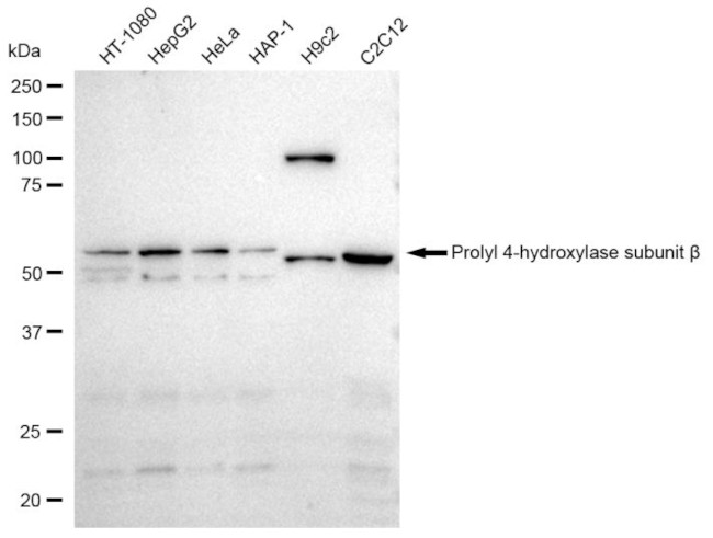 PDI Antibody in Western Blot (WB)