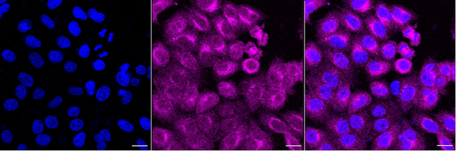 ERK1 Antibody in Immunocytochemistry (ICC/IF)