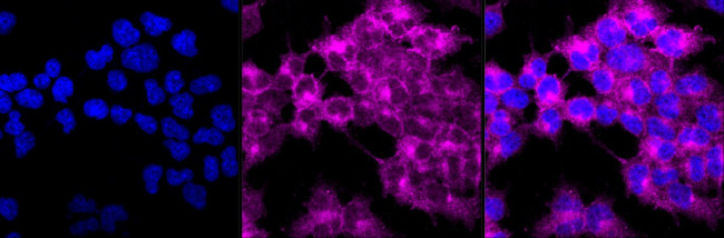 Phospho-AMPK alpha-1 (Ser496) Antibody in Immunocytochemistry (ICC/IF)