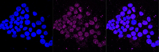 PWP1 Antibody in Immunocytochemistry (ICC/IF)