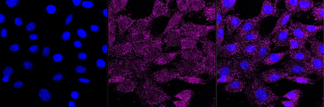NFkB p50/p105 Antibody in Immunocytochemistry (ICC/IF)