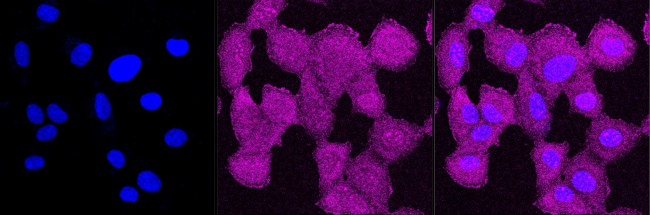 Cdc37 Antibody in Immunocytochemistry (ICC/IF)