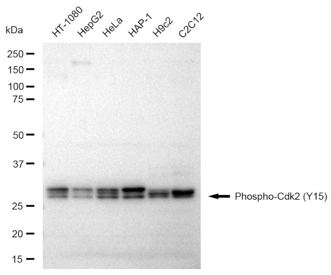 Phospho-CDK2 (Tyr15) Antibody in Western Blot (WB)