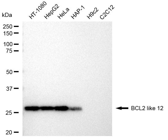 BCL2L12 Antibody in Western Blot (WB)