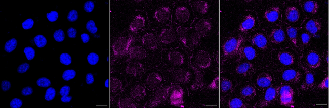 CLSTN1 Antibody in Immunocytochemistry (ICC/IF)