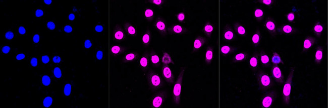 COPS3 Antibody in Immunocytochemistry (ICC/IF)