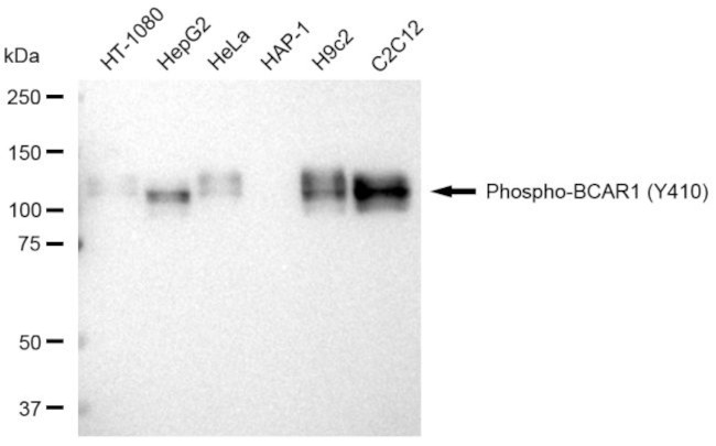 Phospho-p130Cas (Tyr410) Antibody in Western Blot (WB)