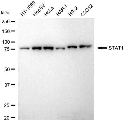 STAT1 Recombinant Monoclonal Antibody (23GB4185) (MA5-53706)