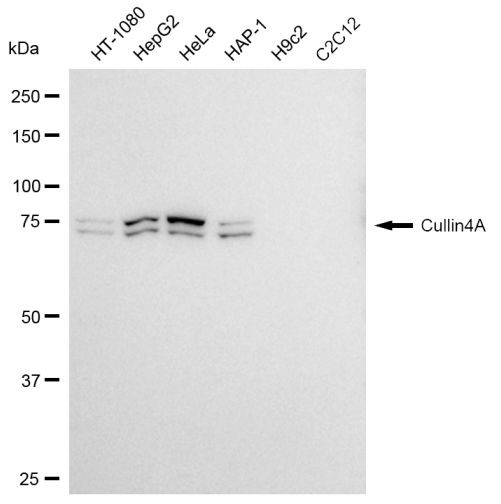 Cullin 4A Antibody in Western Blot (WB)