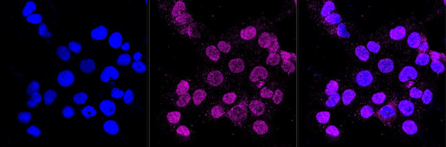 Cystatin C Antibody in Immunocytochemistry (ICC/IF)
