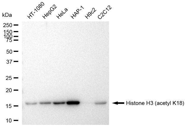 H3K18ac Antibody in Western Blot (WB)