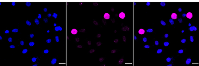 Phospho-PBK (Thr9) Antibody in Immunocytochemistry (ICC/IF)