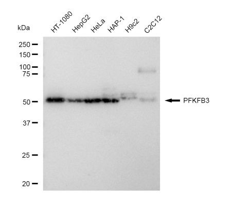 PFKFB3 Antibody in Western Blot (WB)