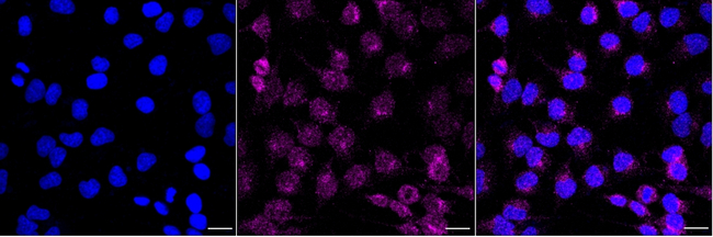 TrxR2 Antibody in Immunocytochemistry (ICC/IF)