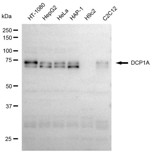 DCP1A Antibody in Western Blot (WB)