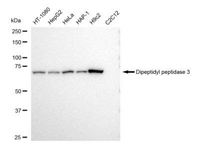 DPP3 Antibody in Western Blot (WB)