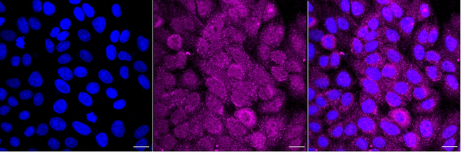 Drosha Antibody in Immunocytochemistry (ICC/IF)