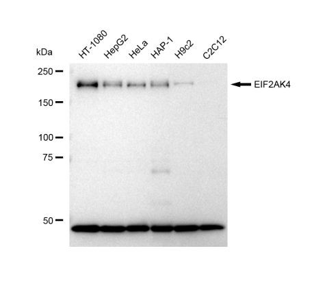 GCN2 Antibody in Western Blot (WB)