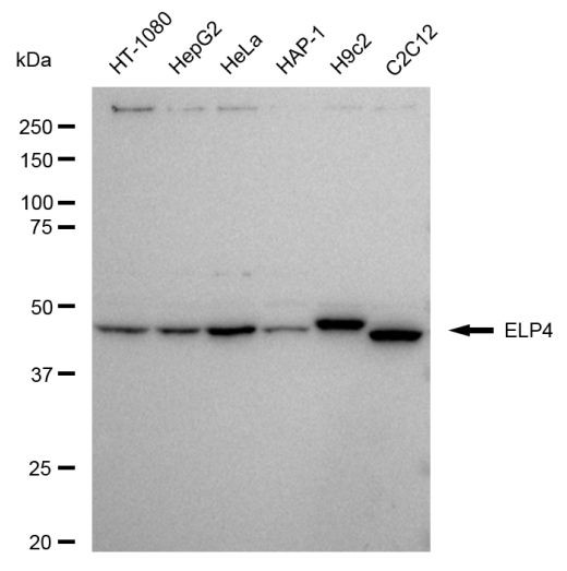ELP4 Antibody in Western Blot (WB)