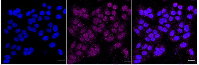 CD249 Antibody in Immunocytochemistry (ICC/IF)