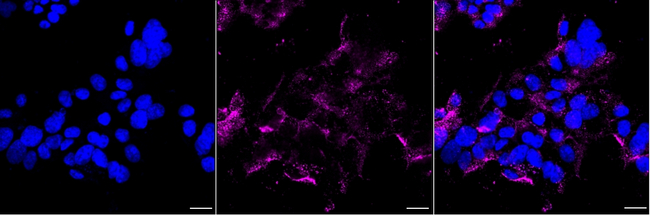 GOLIM4 Antibody in Immunocytochemistry (ICC/IF)